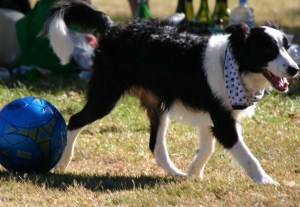 border collie